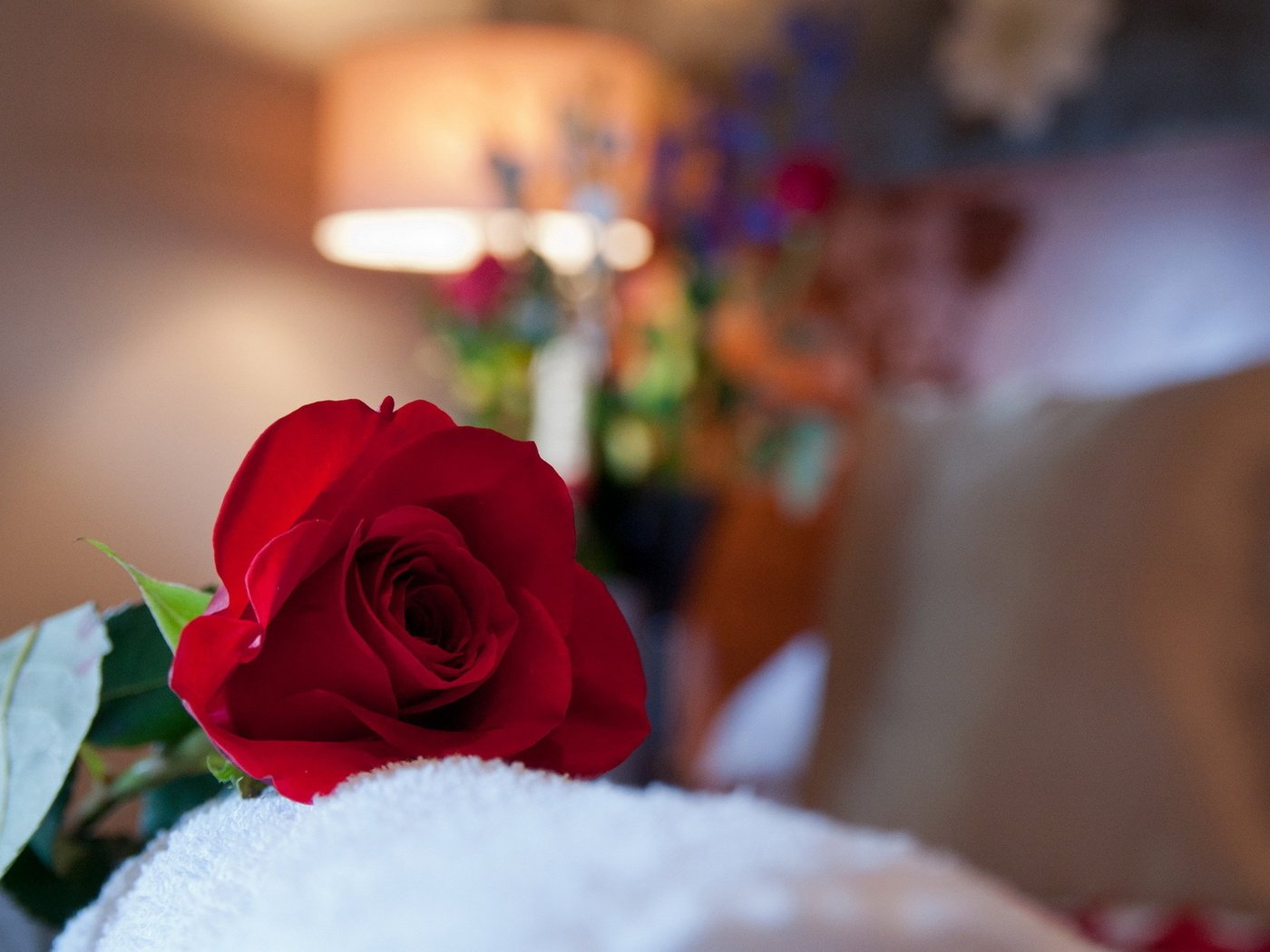 Обои макро, роза, красная, комната, macro, rose, red, room разрешение 1920x1200 Загрузить