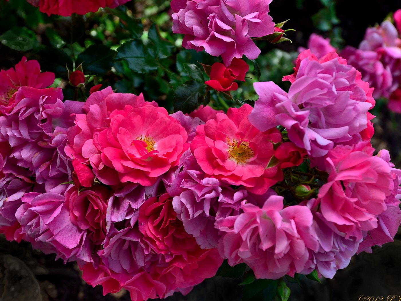 Обои розы, лепестки, розовый куст, roses, petals, rose bush разрешение 1920x1200 Загрузить