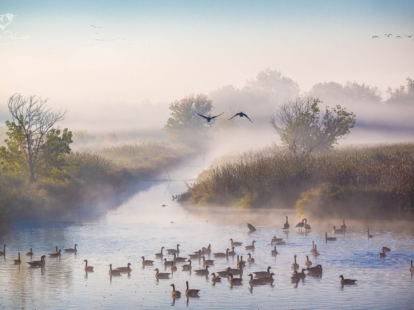 Обои река, утро, туман, осень, утки, октябрь, river, morning, fog, autumn, duck, october разрешение 1920x1200 Загрузить