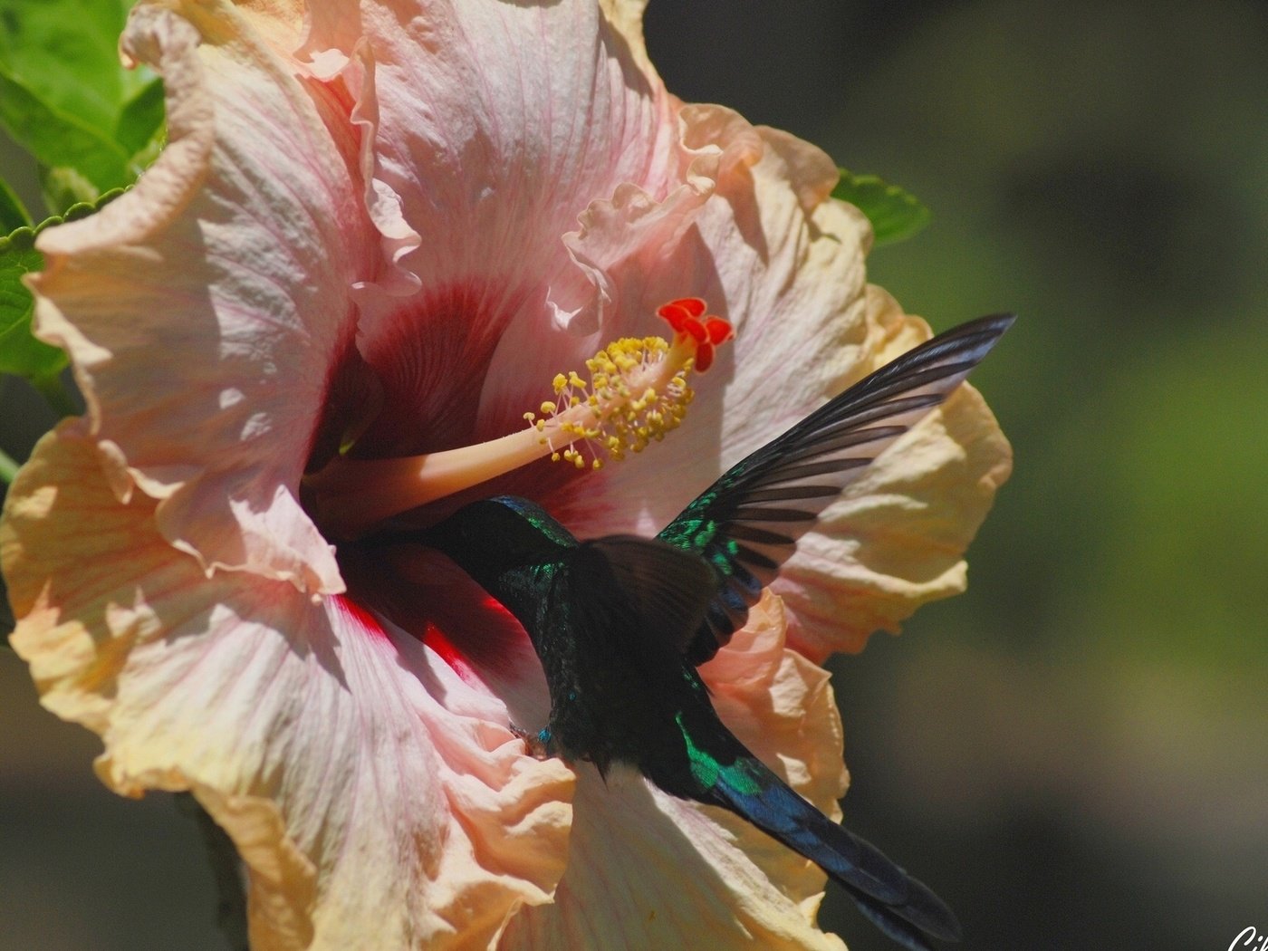 Обои цветок, птица, колибри, гибискус, flower, bird, hummingbird, hibiscus разрешение 1920x1200 Загрузить