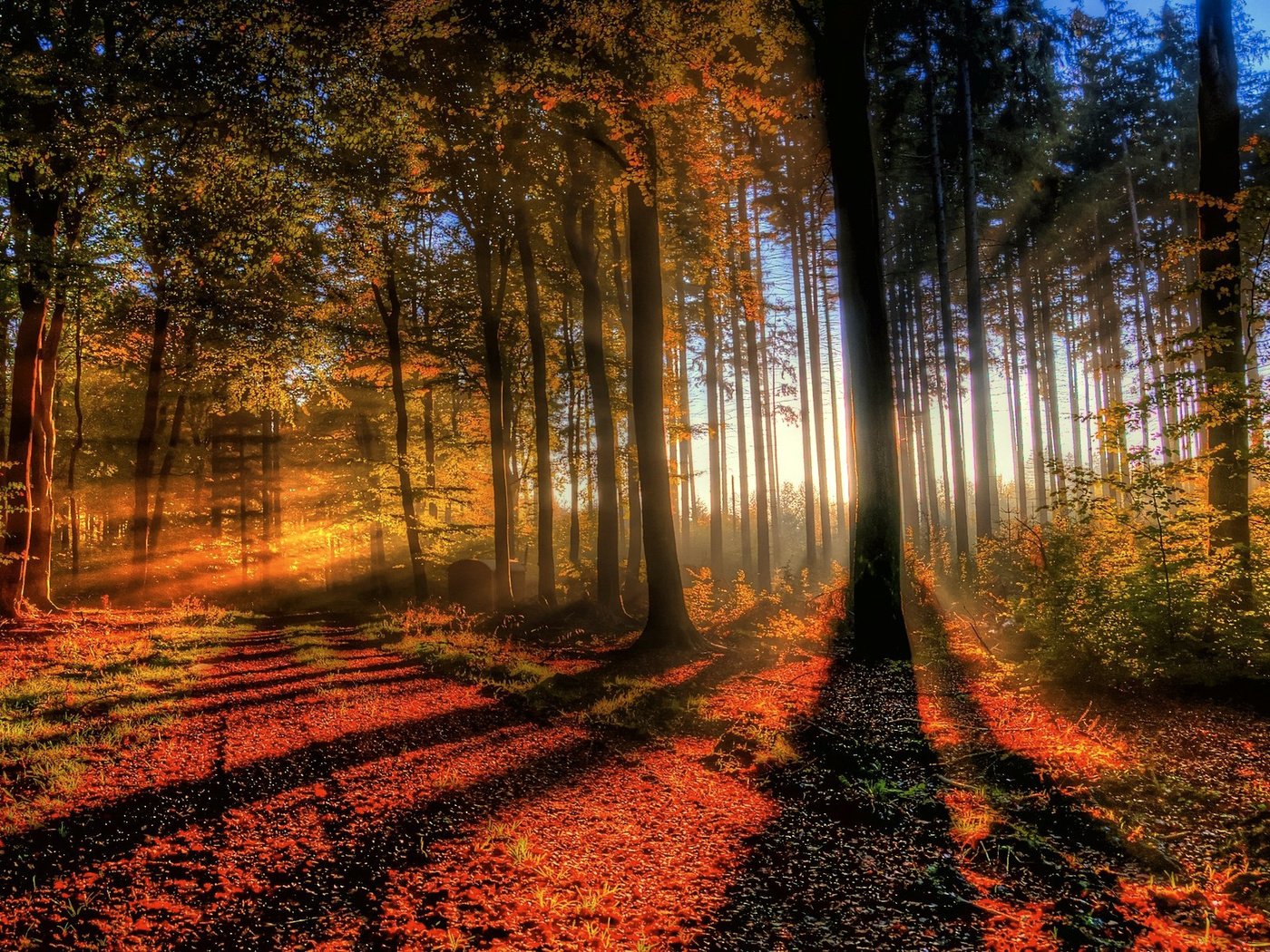 Яркий осенний лес