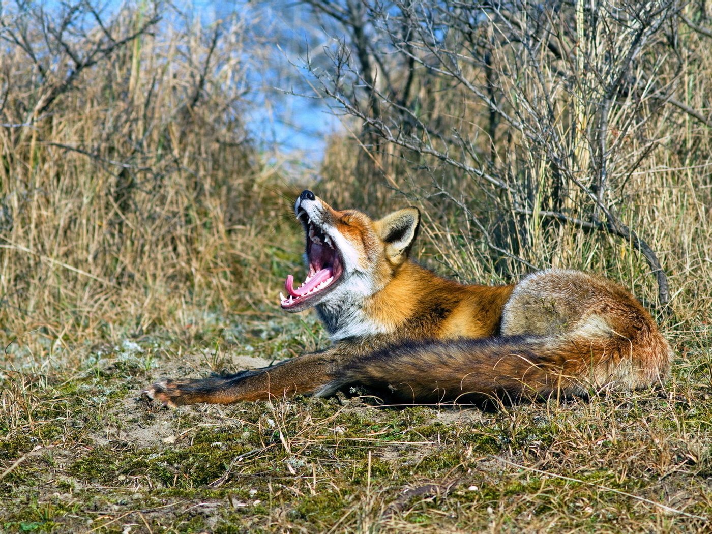 Обои природа, лиса, пасть, nature, fox, mouth разрешение 1920x1200 Загрузить