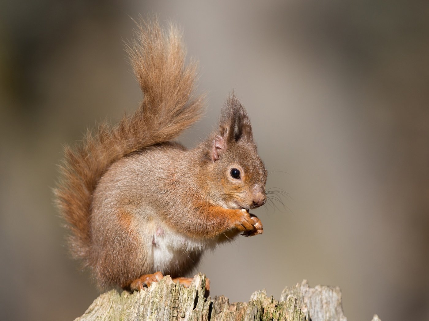 Обои природа, животное, белка, зверек, хвост, пенек, белочка, грызун, nature, animal, protein, tail, stump, squirrel, rodent разрешение 1920x1200 Загрузить