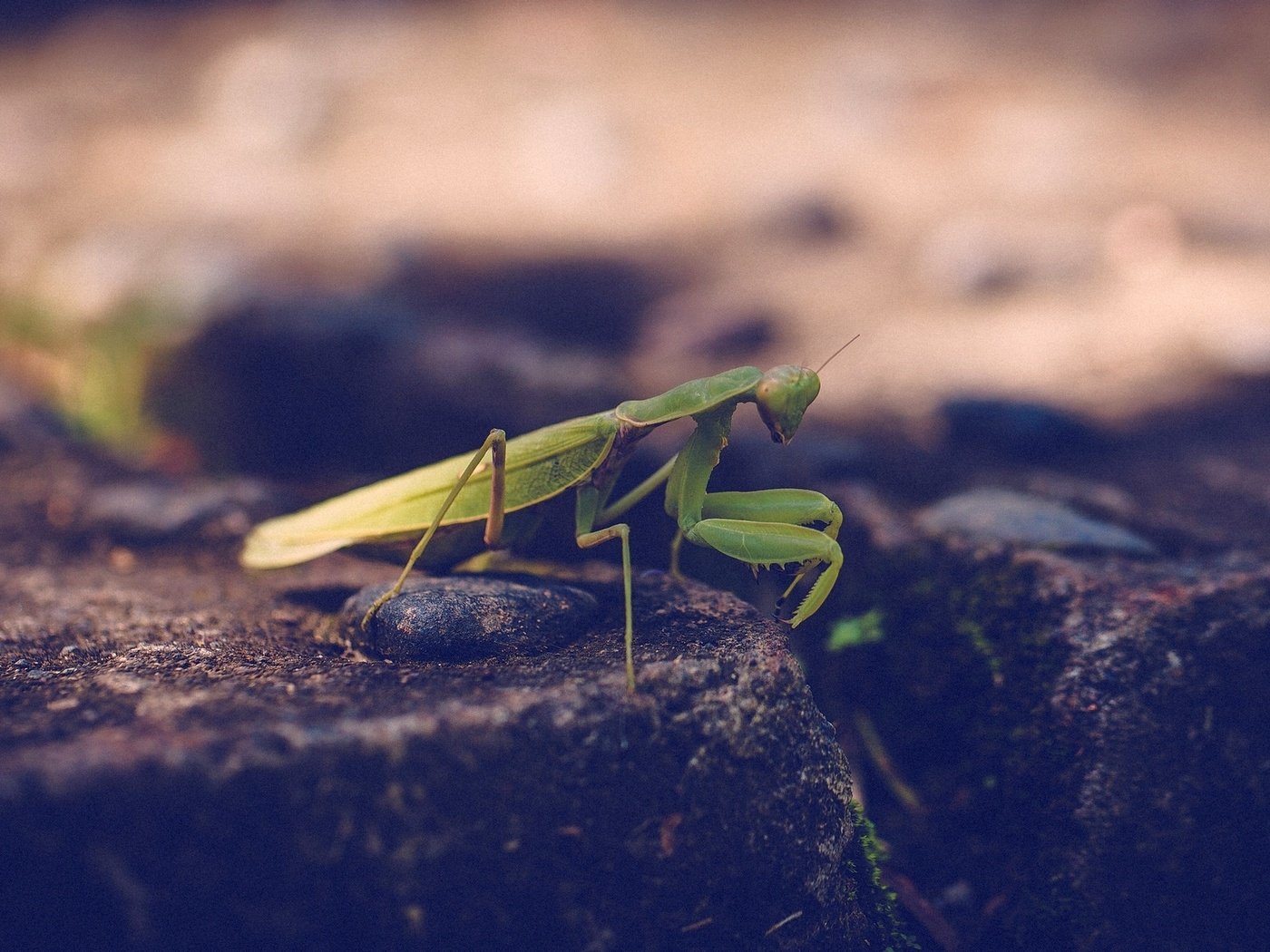 Обои зелёный, насекомое, богомол, лапки, green, insect, mantis, legs разрешение 1920x1200 Загрузить