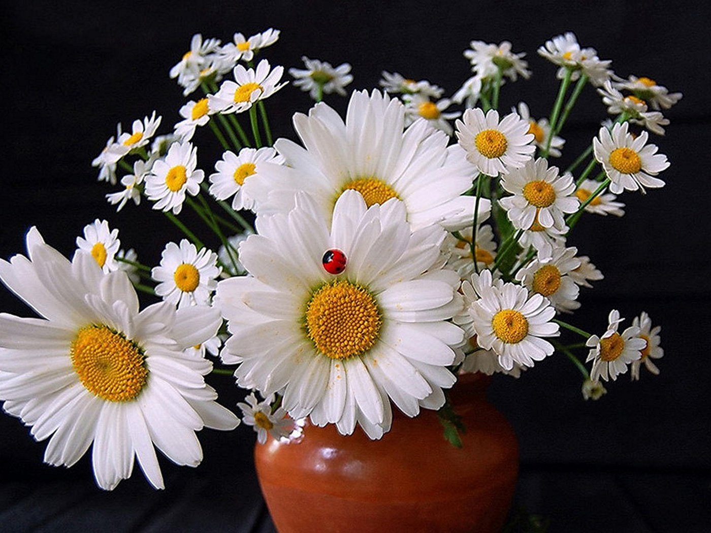 Обои цветы, божьи коровки, ромашки, букет, ваза, flowers, ladybugs, chamomile, bouquet, vase разрешение 1920x1200 Загрузить