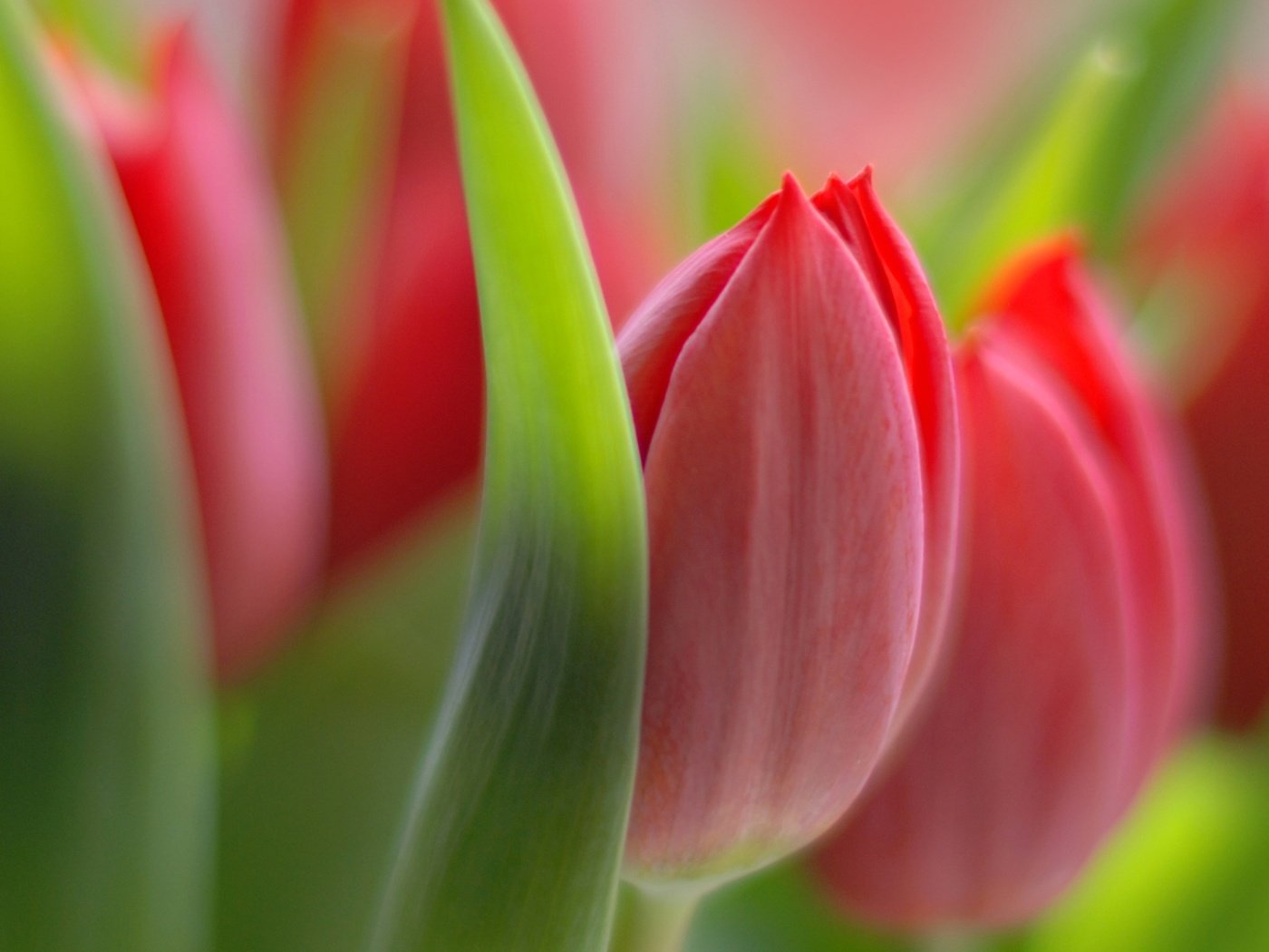 Обои цветы, макро, лето, тюльпаны, flowers, macro, summer, tulips разрешение 1920x1200 Загрузить