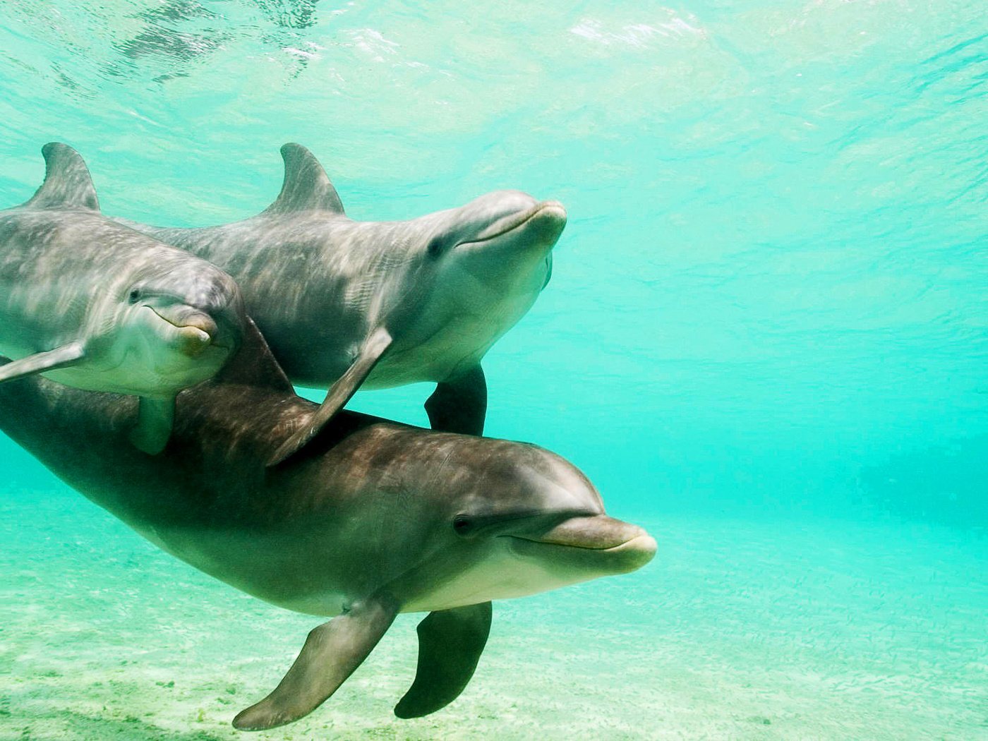 Обои вода, природа, море, семья, дельфины, water, nature, sea, family, dolphins разрешение 1920x1080 Загрузить