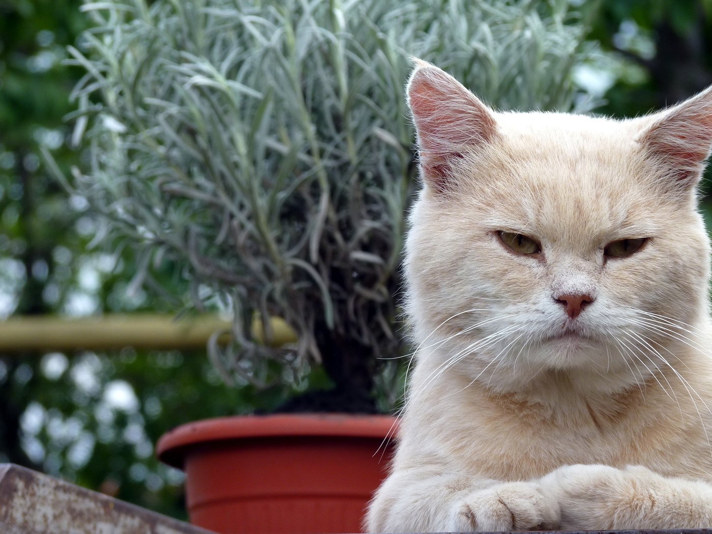 Обои кот, кошка, взгляд, цветы в горшке, cat, look, flowers in pot разрешение 2560x1600 Загрузить