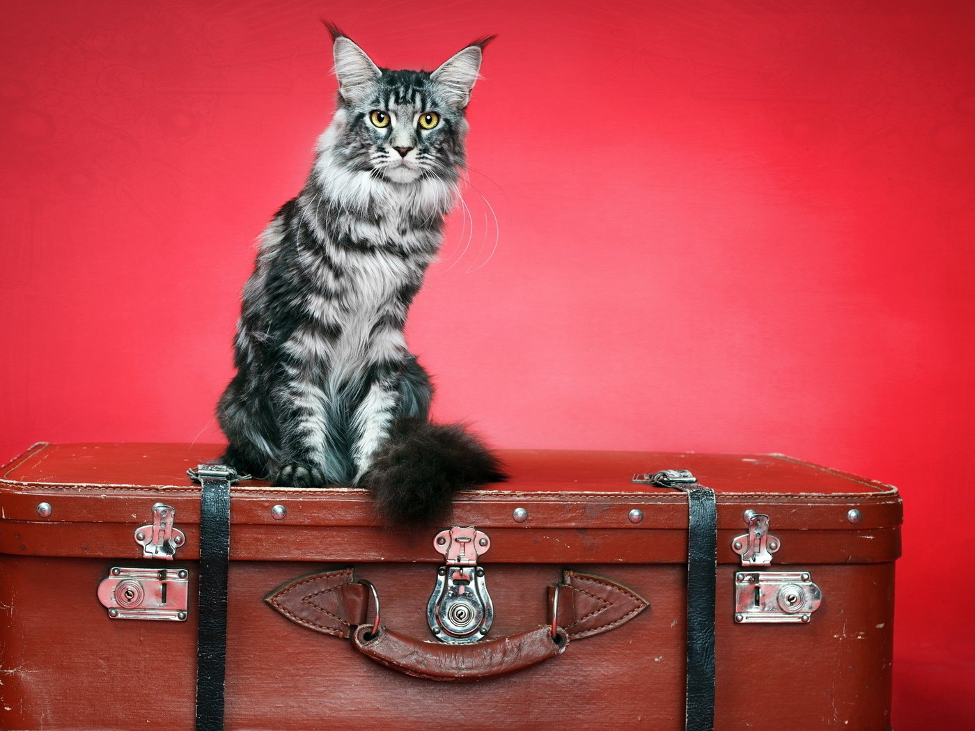 Обои фон, кот, кошка, чемодан, background, cat, suitcase разрешение 2560x1600 Загрузить