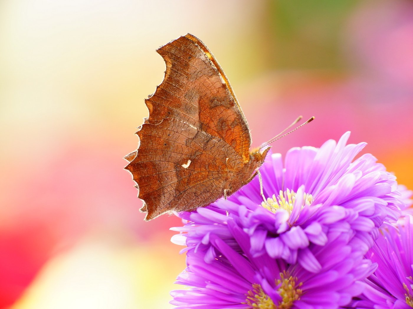 Обои цветы, макро, бабочка, насекомые, flowers, macro, butterfly, insects разрешение 2560x1600 Загрузить