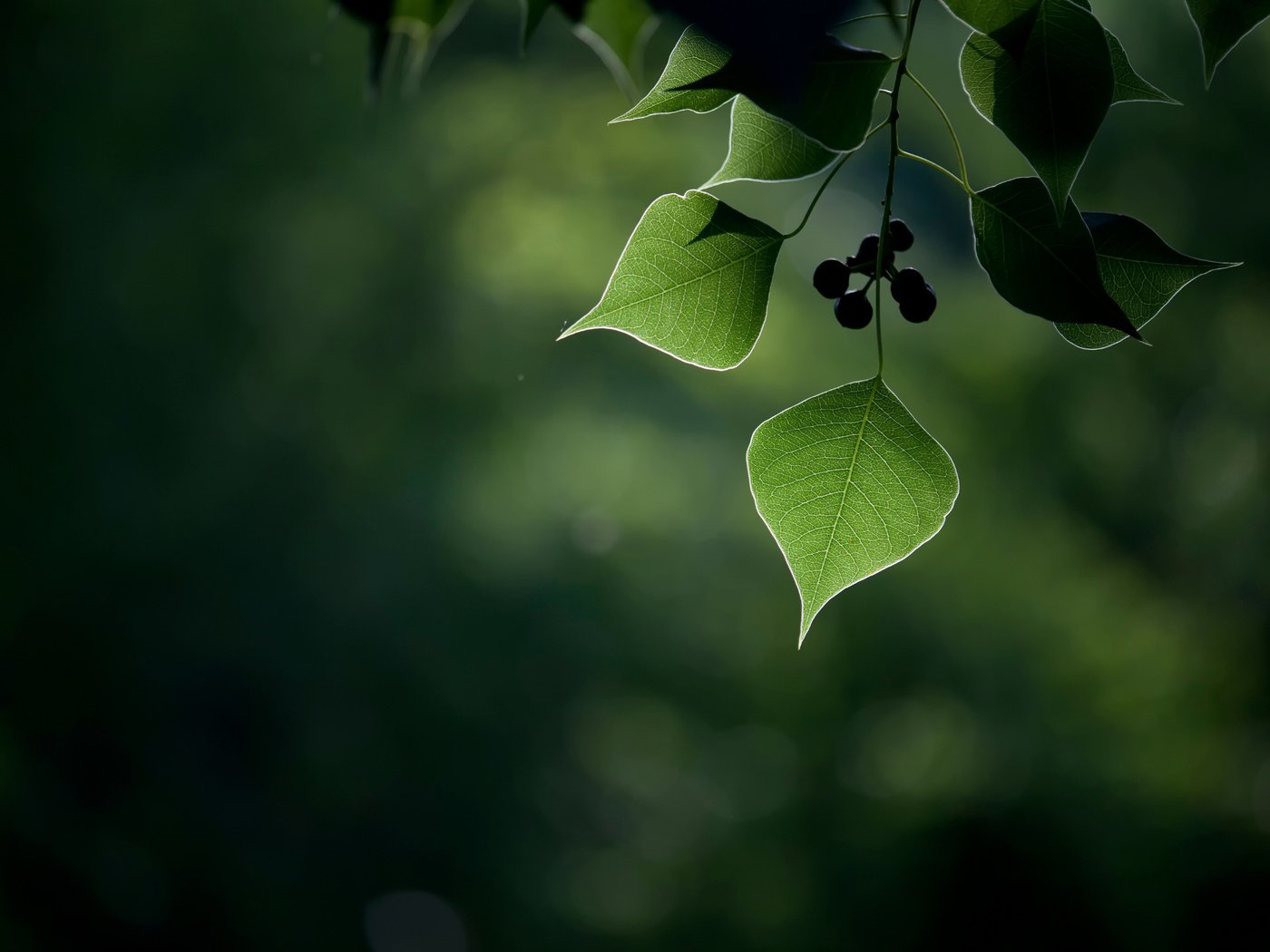 Обои листья, макро, ягоды, плоды, боке, leaves, macro, berries, fruit, bokeh разрешение 2048x1365 Загрузить