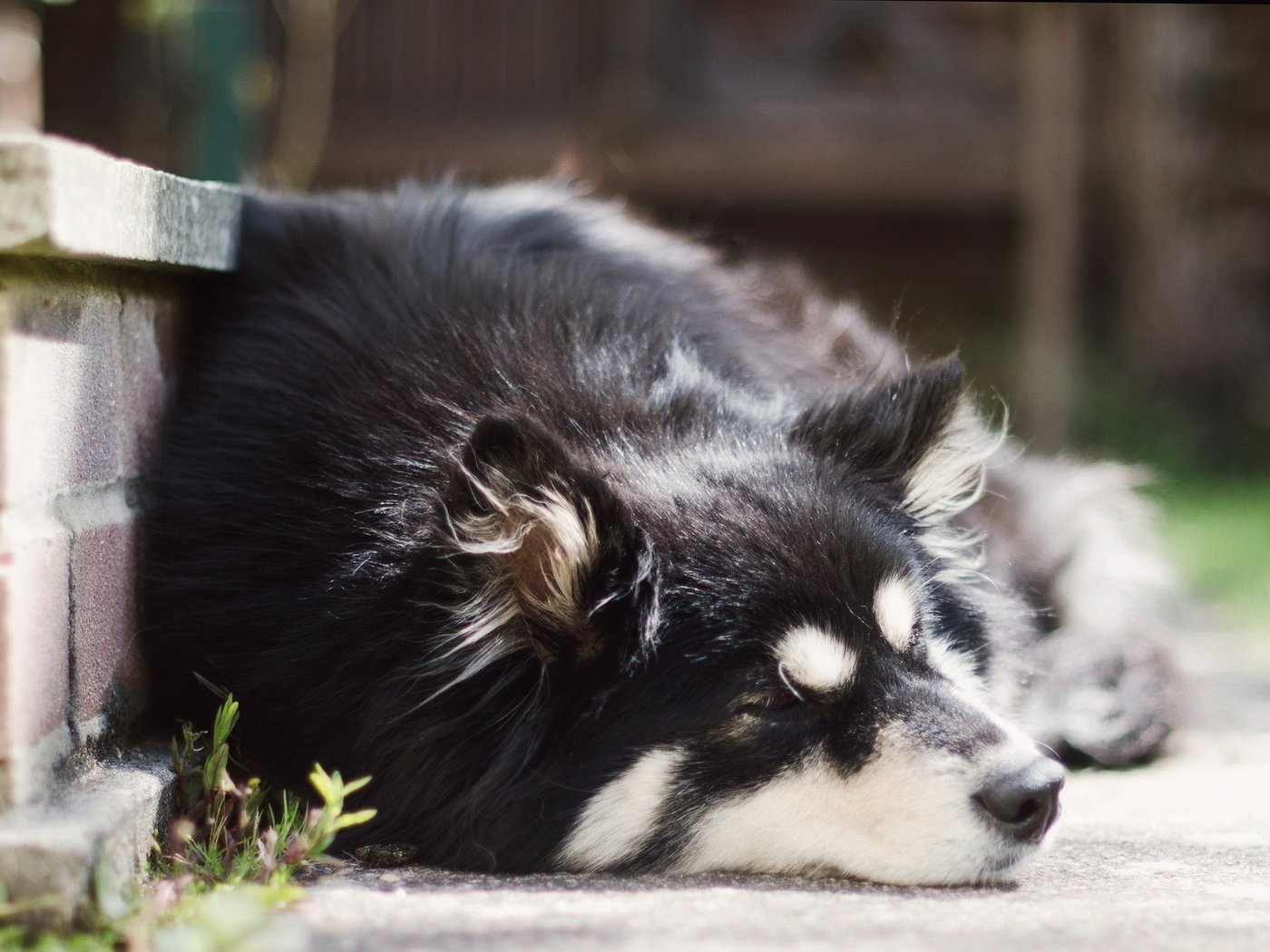 Обои мордочка, собака, спит, ушки, хаски, друг, muzzle, dog, sleeping, ears, husky, each разрешение 1920x1200 Загрузить