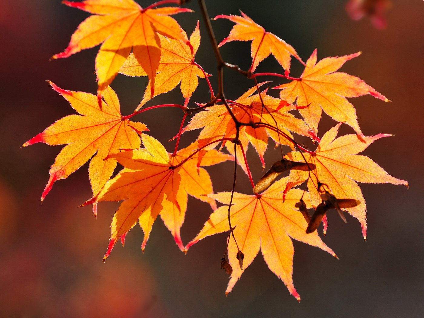 Обои ветка, листья, макро, осень, branch, leaves, macro, autumn разрешение 1980x1485 Загрузить