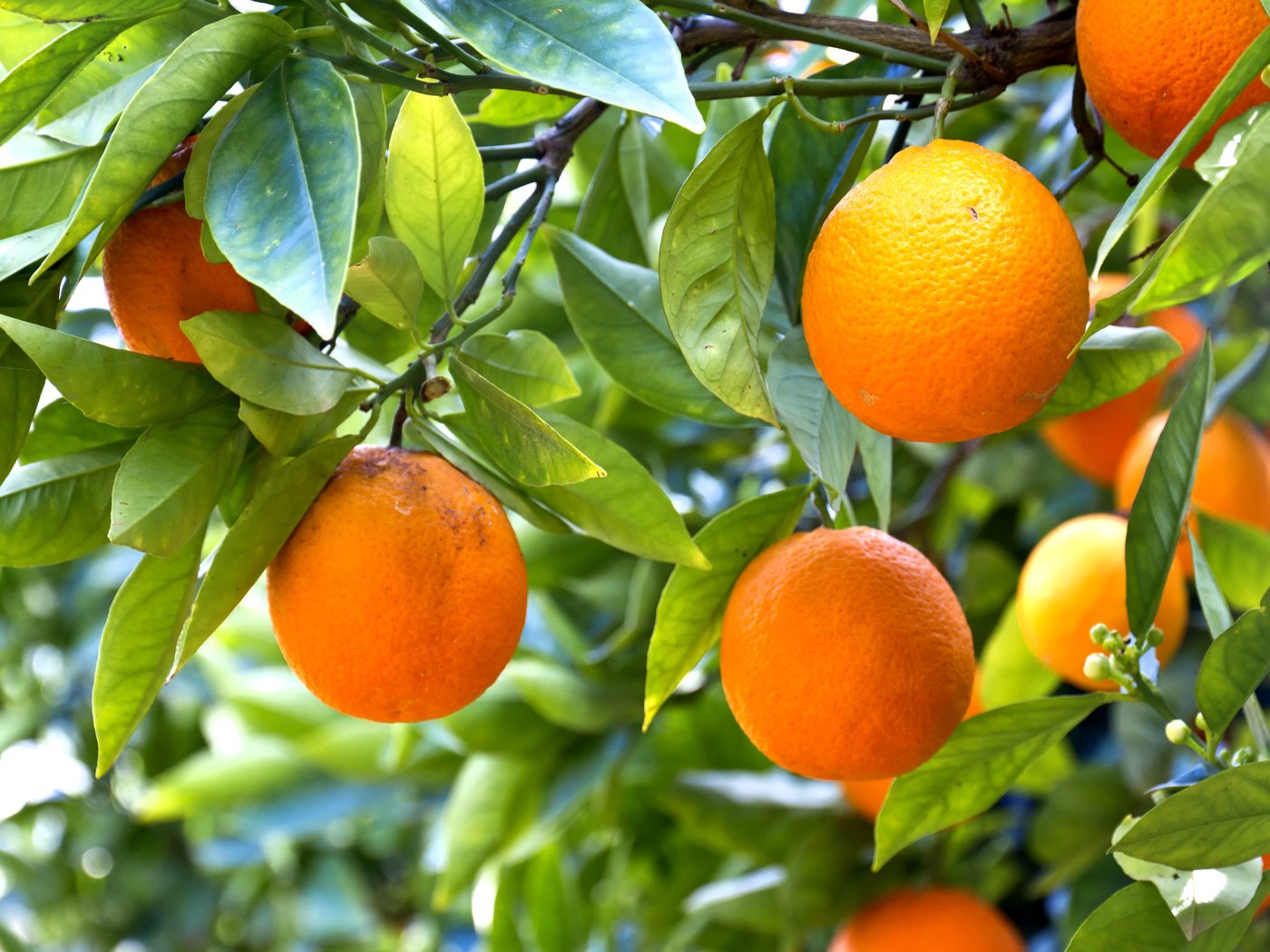 Обои дерево, фрукты.апельсины, tree, fruit.oranges разрешение 5184x3456 Загрузить