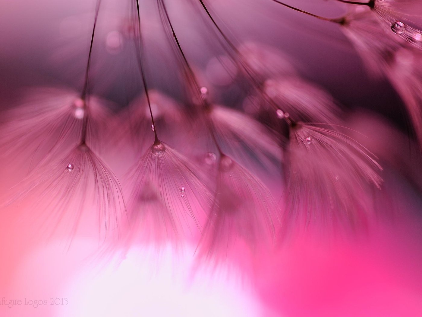 Обои макро, цветок, капли, одуванчик, пушинки, macro, flower, drops, dandelion, fuzzes разрешение 2048x1365 Загрузить