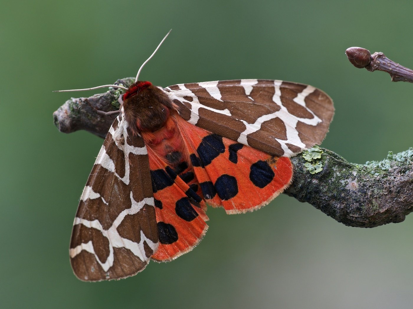 Обои ветка, макро, насекомое, бабочка, моль, медведица-кайя, branch, macro, insect, butterfly, mol, bear-kaya разрешение 3200x2134 Загрузить