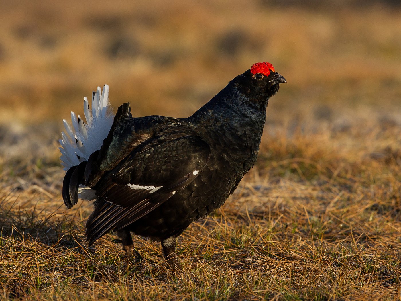 Обои трава, природа, птицы, тетерев, grass, nature, birds, grouse разрешение 2048x1366 Загрузить