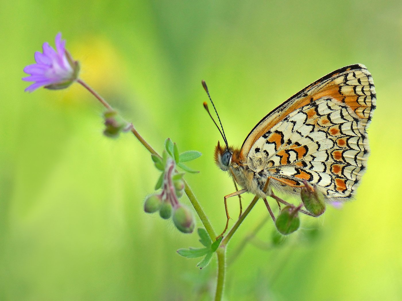 Обои фон, цветок, бабочка, насекомые, background, flower, butterfly, insects разрешение 2048x1365 Загрузить