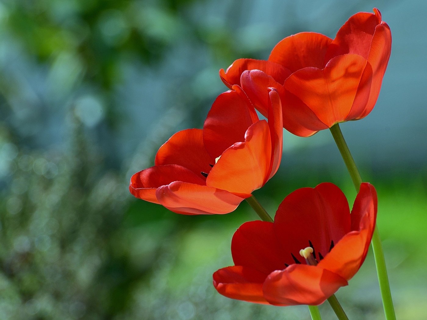 Обои цветы, макро, фон, красные, тюльпаны, flowers, macro, background, red, tulips разрешение 1920x1357 Загрузить