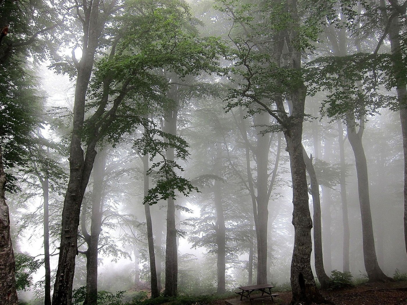 Обои деревья, лес, туман, trees, forest, fog разрешение 2048x1407 Загрузить