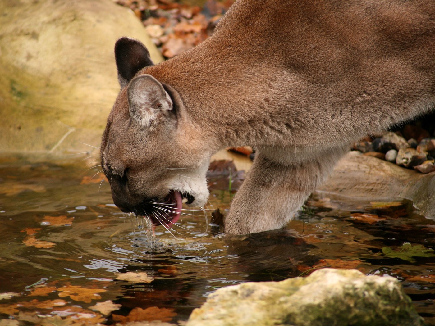 Обои водопой, горный лев, пума.кугуар, drink, mountain lion, puma.cougar разрешение 2184x1456 Загрузить