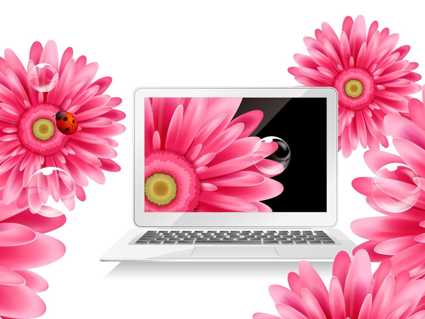 Обои цветы, божья коровка, ноутбук, герберы, flowers, ladybug, laptop, gerbera разрешение 1920x1200 Загрузить