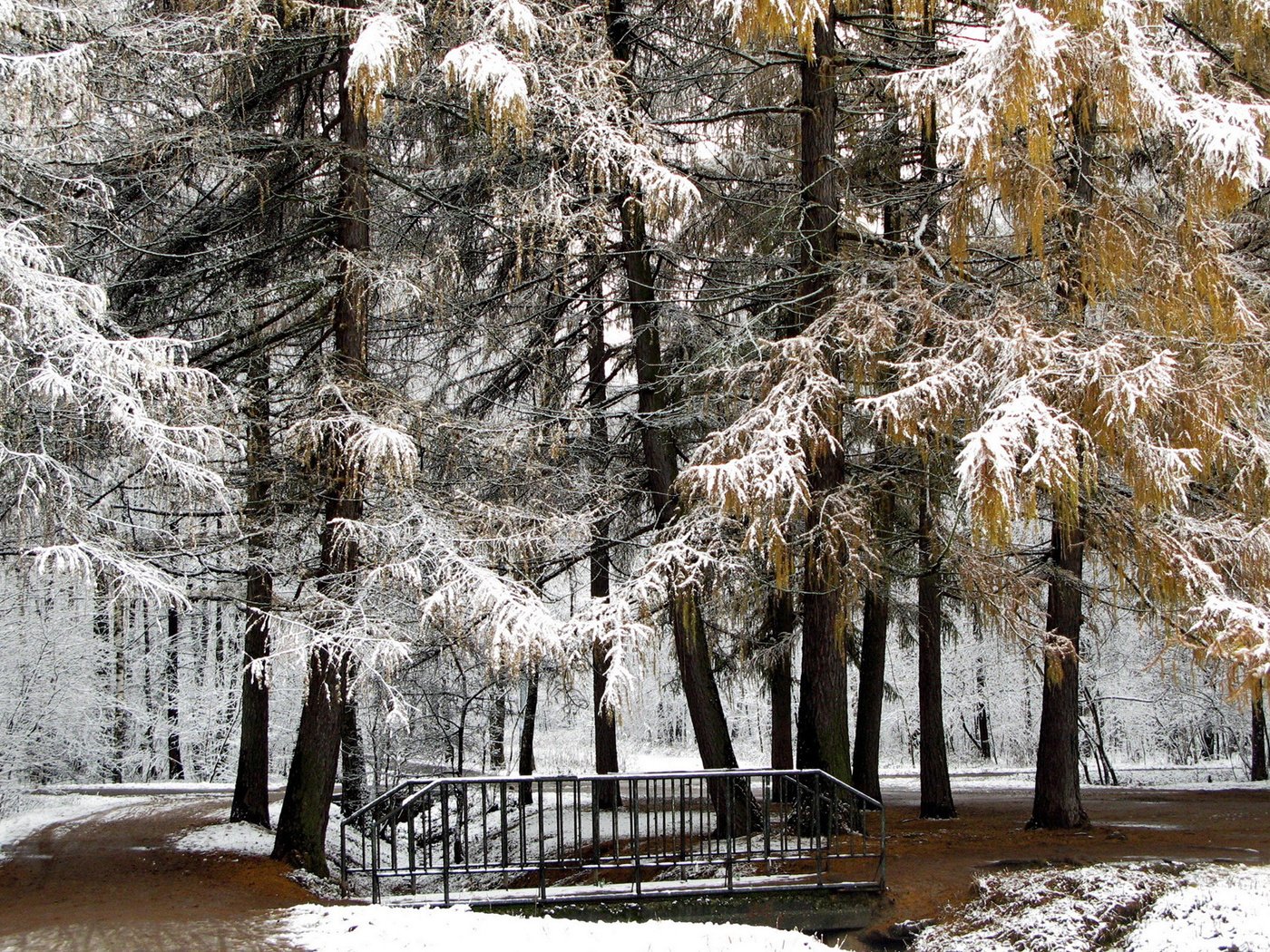 Обои деревья, снег, природа, зима, парк, мост, trees, snow, nature, winter, park, bridge разрешение 1920x1200 Загрузить