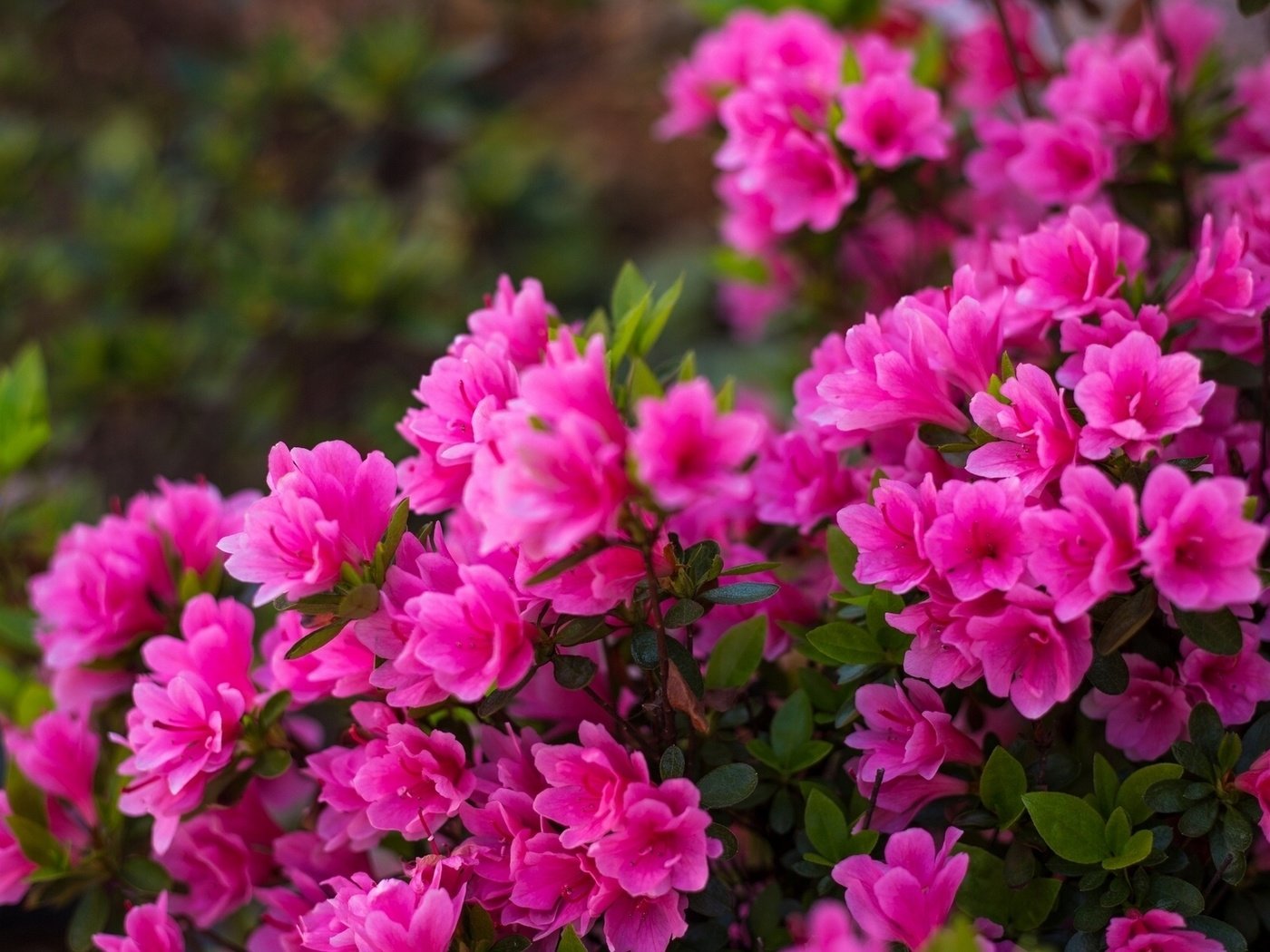 Обои цветение, лепестки, розовый, куст, азалия, рододендрон, flowering, petals, pink, bush, azalea, rhododendron разрешение 1920x1201 Загрузить