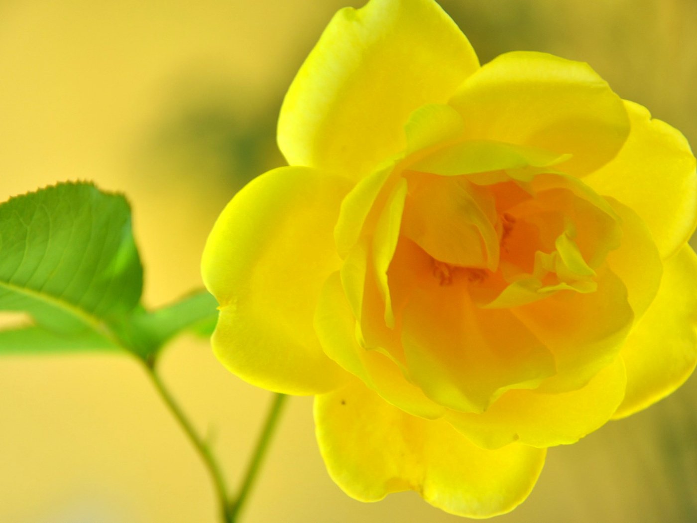 Обои макро, цветок, роза, жёлтая, macro, flower, rose, yellow разрешение 2048x1283 Загрузить