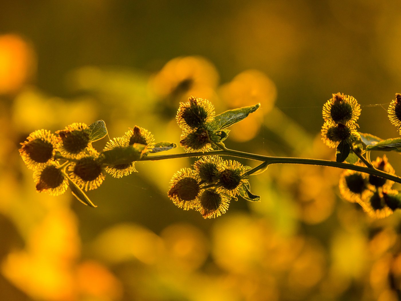 Обои макро, цветок, растение, macro, flower, plant разрешение 2048x1365 Загрузить