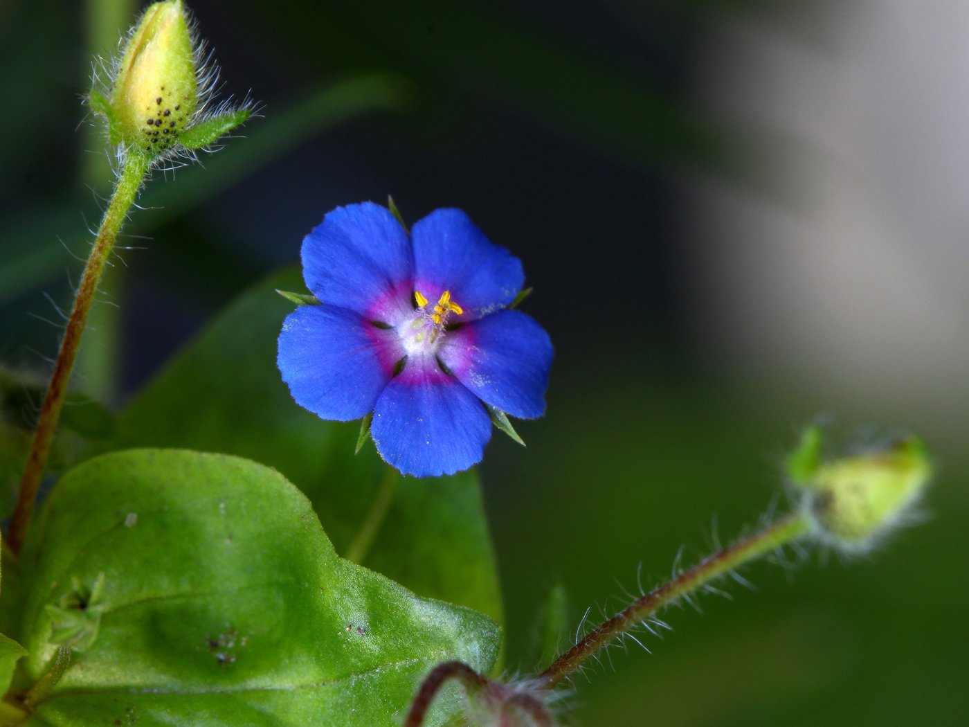 Обои синий, цветок, стебель, blue, flower, stem разрешение 2048x1365 Загрузить