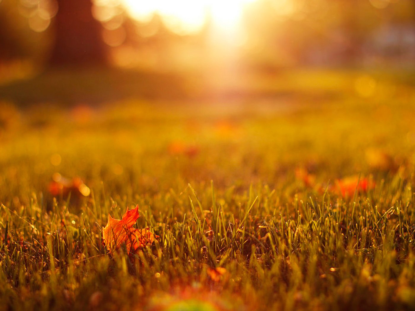 Обои трава, природа, листья, осень, grass, nature, leaves, autumn разрешение 1920x1280 Загрузить