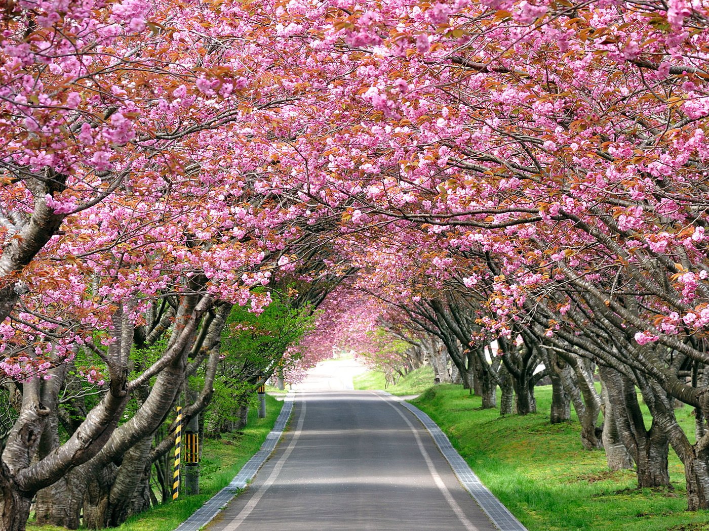 Обои дорога, деревья, цветение, весна, аллея, road, trees, flowering, spring, alley разрешение 2560x1600 Загрузить