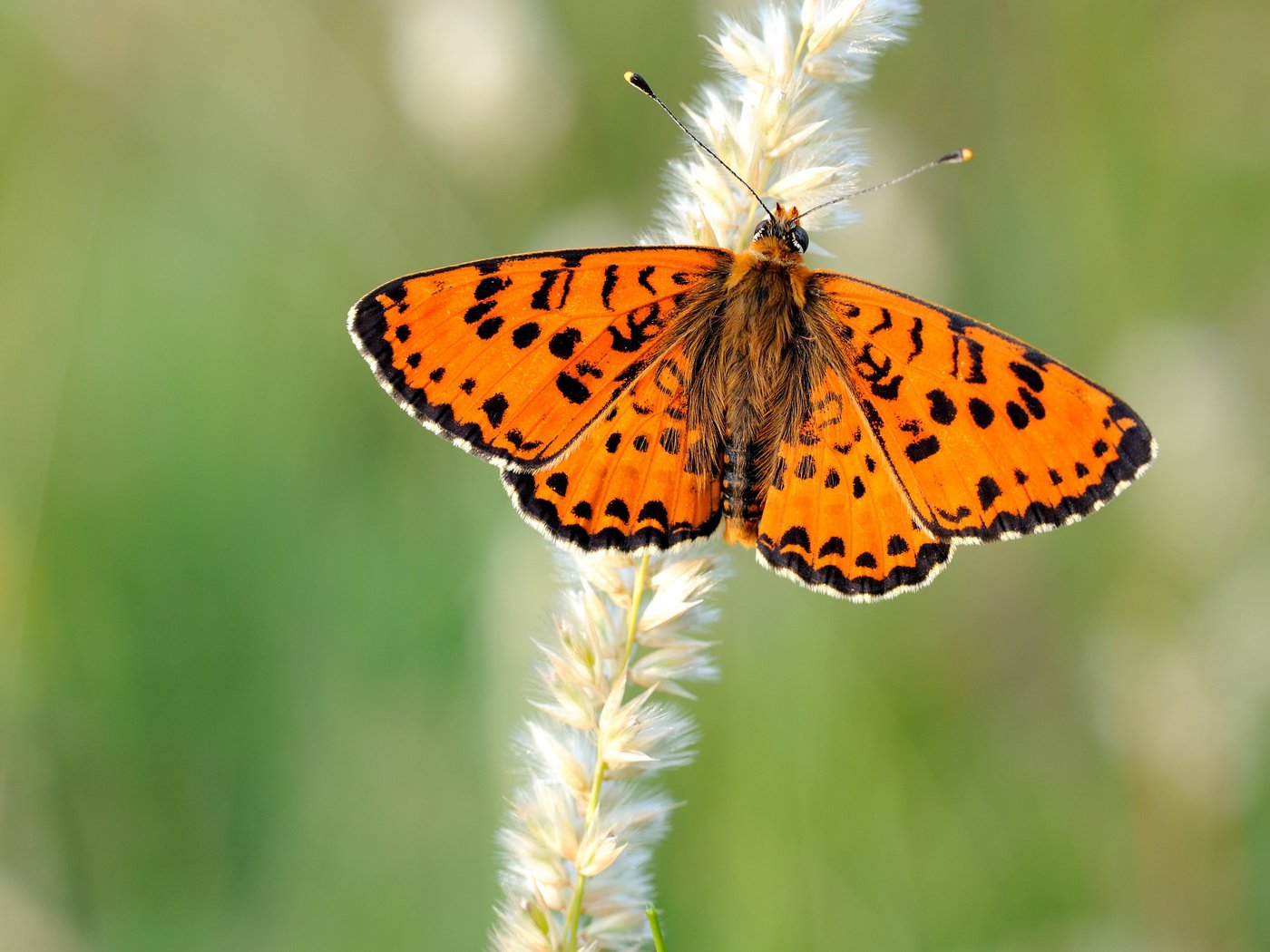 Обои природа, бабочка, крылья, насекомые, размытость, растение, колосок, боке, nature, butterfly, wings, insects, blur, plant, spike, bokeh разрешение 2800x1867 Загрузить