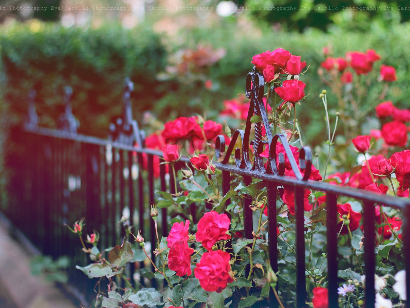 Обои цветы, бутоны, розы, лепестки, забор, куст, ограда, flowers, buds, roses, petals, the fence, bush, fence разрешение 2048x1365 Загрузить