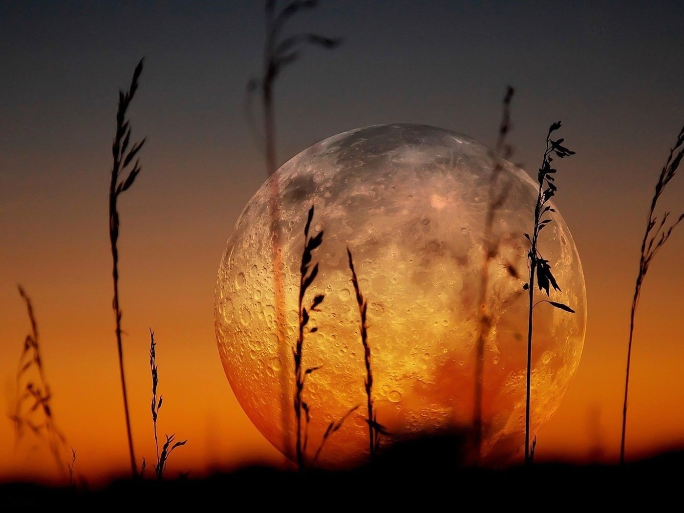 Обои трава, луна, на закате, grass, the moon, at sunset разрешение 1920x1080 Загрузить