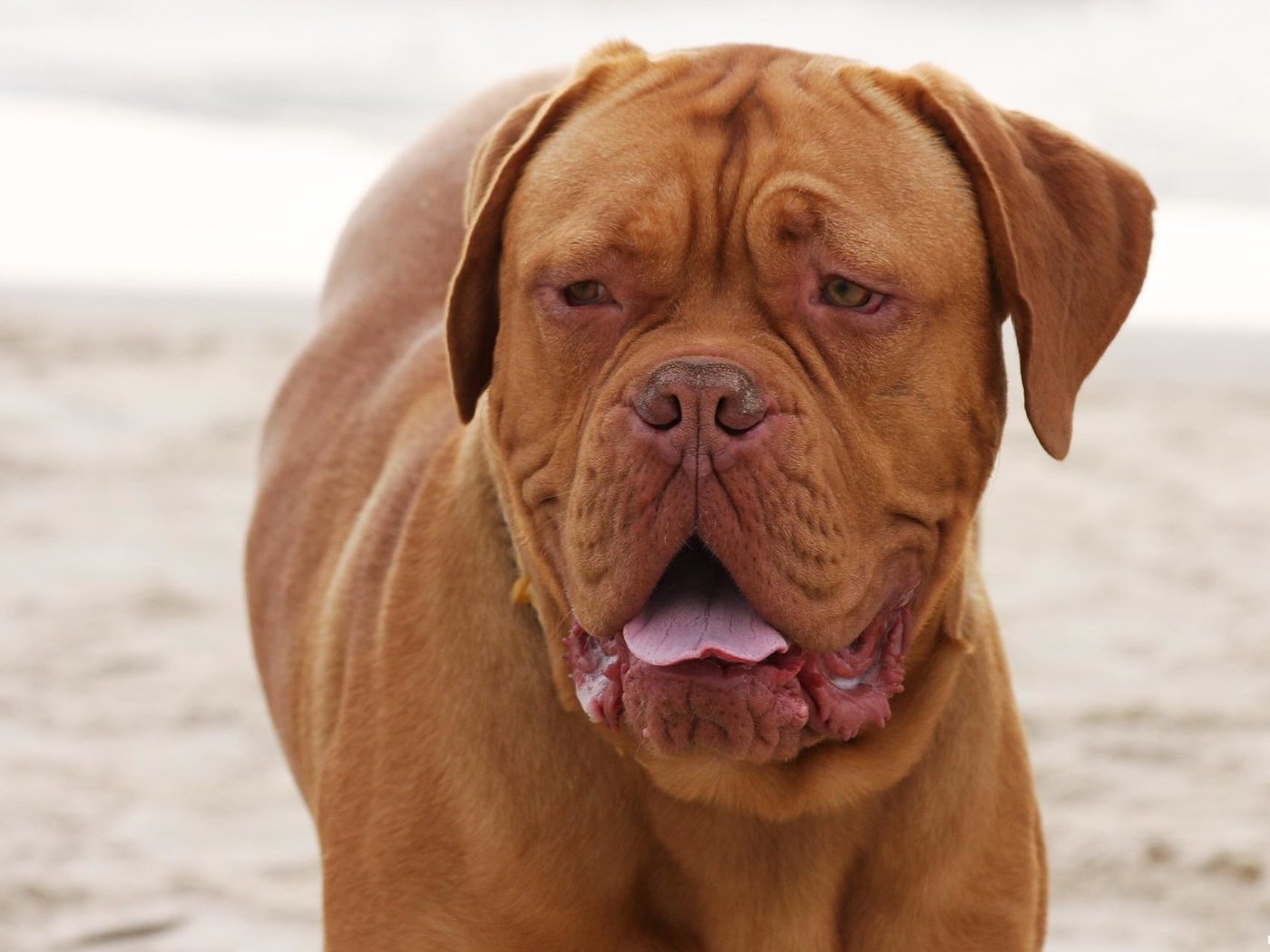 Обои взгляд, порода, бордоский дог, look, breed, dogue de bordeaux разрешение 1936x1288 Загрузить