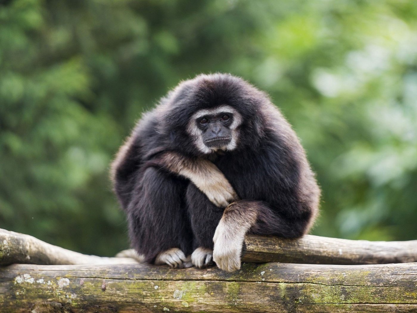 Обои обезьяна, примат, гиббон, monkey, the primacy of, gibbon разрешение 1920x1200 Загрузить