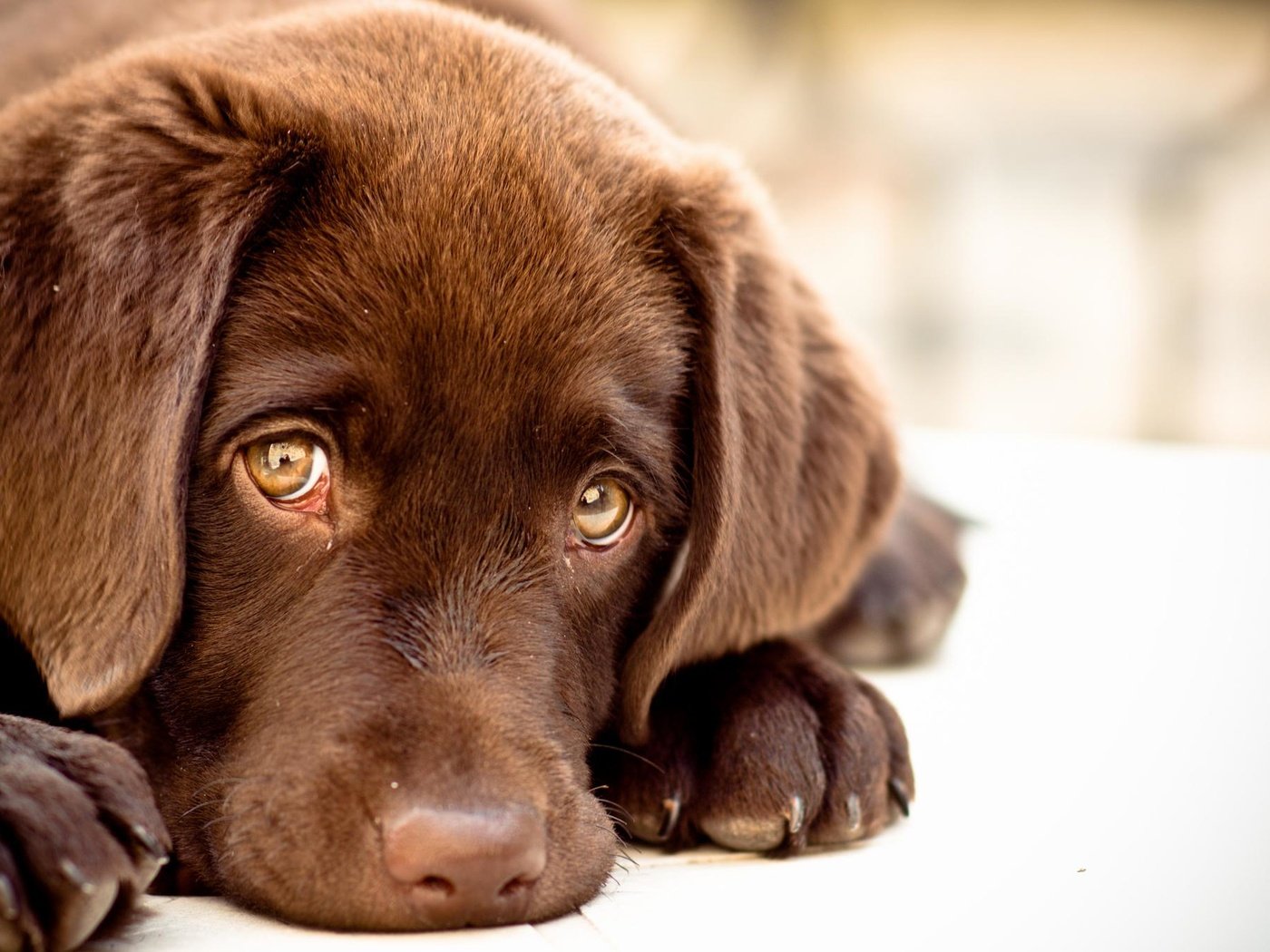 Обои грусть, щенок, лабрадор-ретривер, sadness, puppy, labrador retriever разрешение 2048x1361 Загрузить