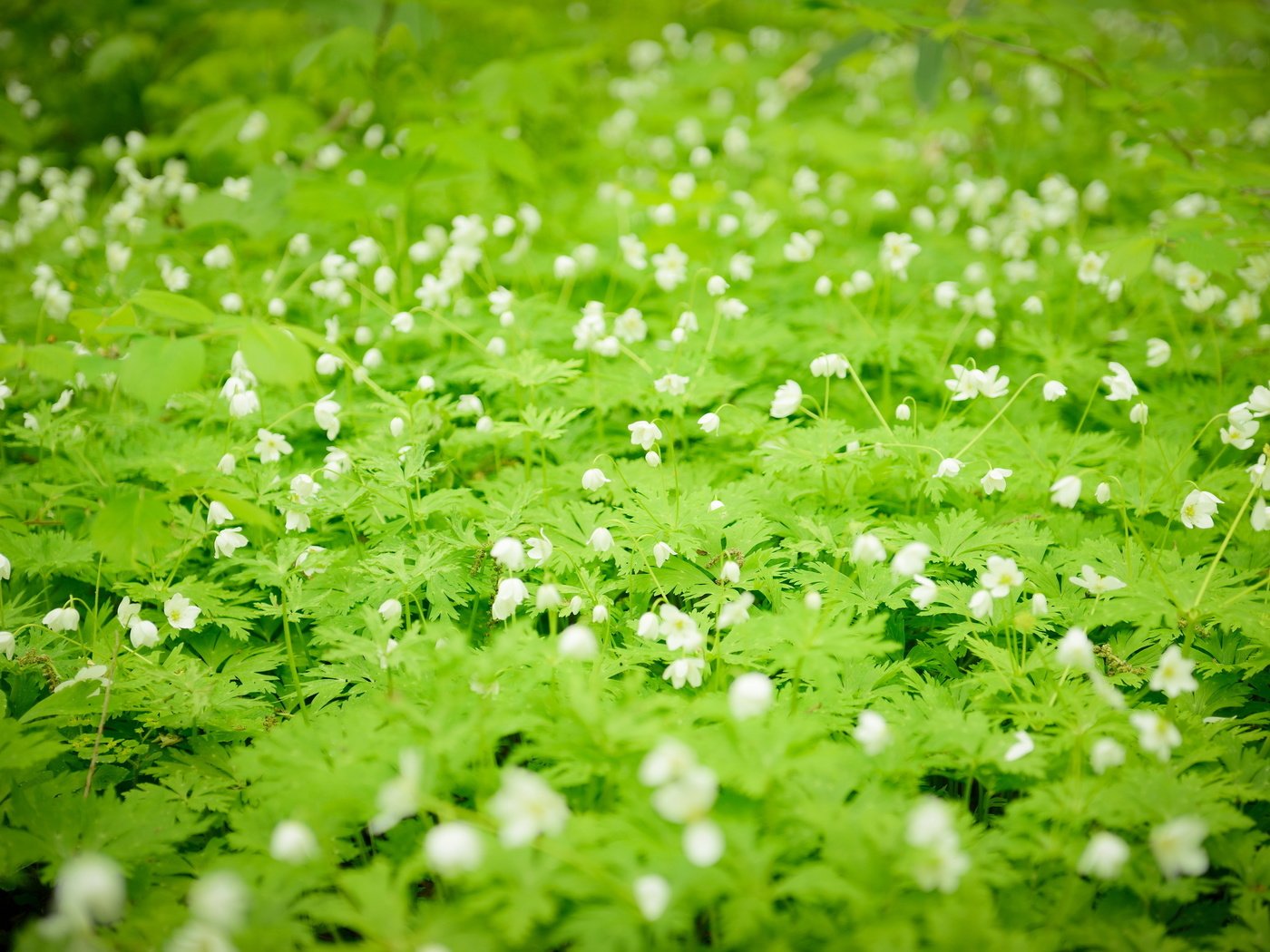 Обои цветы, белые, полевые, flowers, white, field разрешение 2560x1709 Загрузить