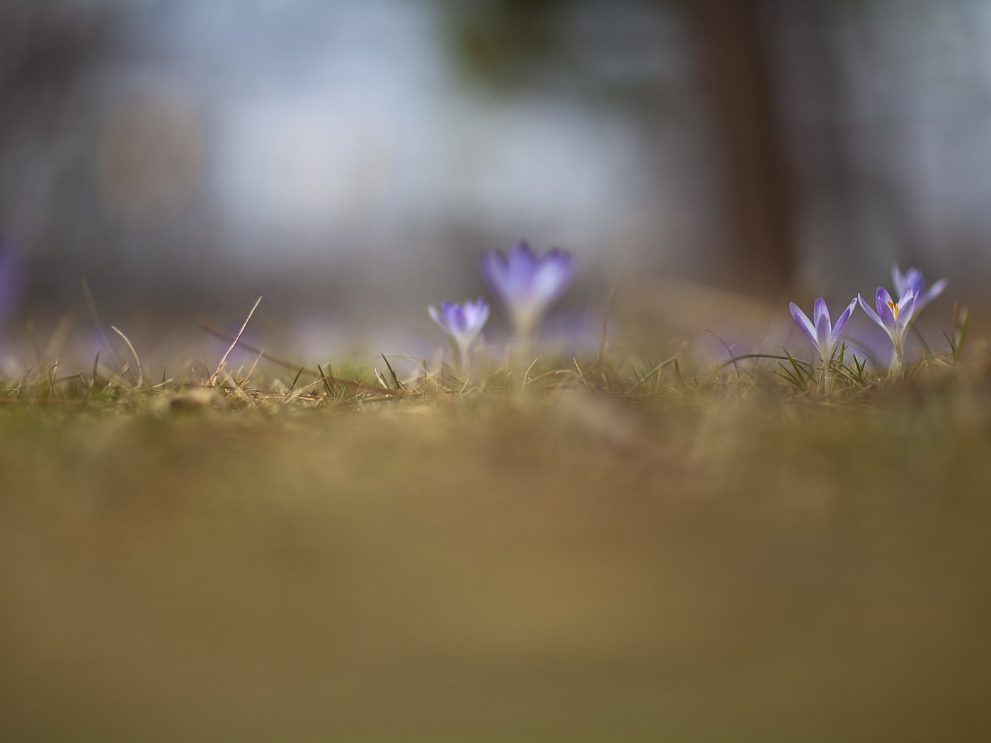 Обои свет, цветы, поле, весна, крокусы, light, flowers, field, spring, crocuses разрешение 2560x1707 Загрузить