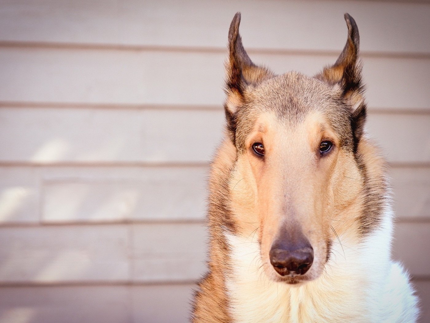 Обои взгляд, собака, друг, колли, короткошерстная, look, dog, each, collie, shorthair разрешение 1920x1280 Загрузить