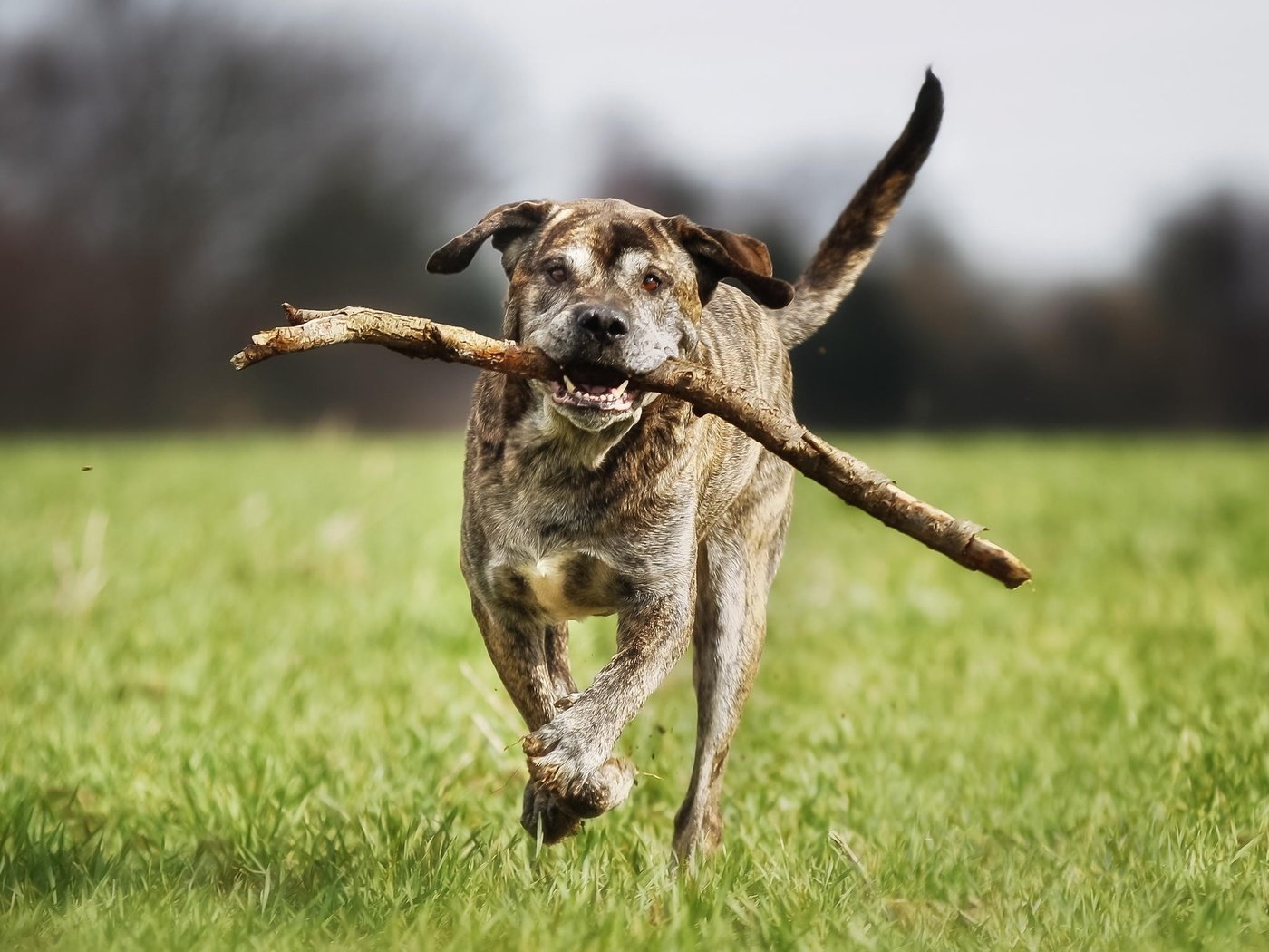 Обои трава, собака, бег, палка, итальянский мастиф, grass, dog, running, stick, italian mastiff разрешение 2048x1539 Загрузить