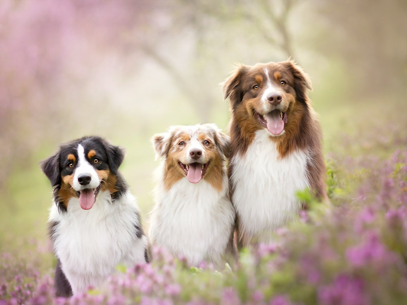 Обои цветы, природа, собаки, австралийские овчарки, flowers, nature, dogs, australian shepherd разрешение 1920x1080 Загрузить