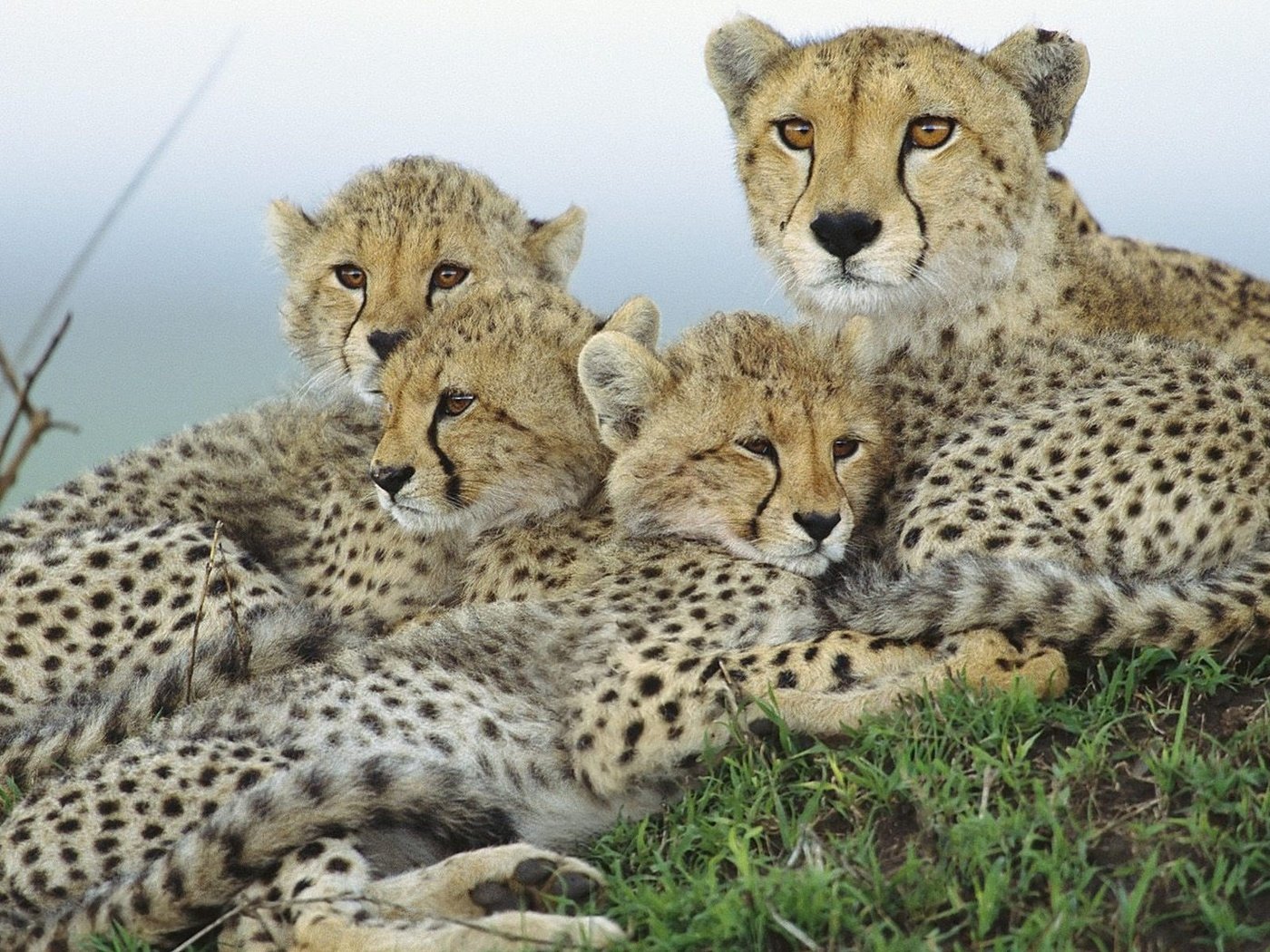 Обои трава, природа, семья, гепард, гепарды, grass, nature, family, cheetah, cheetahs разрешение 1920x1200 Загрузить