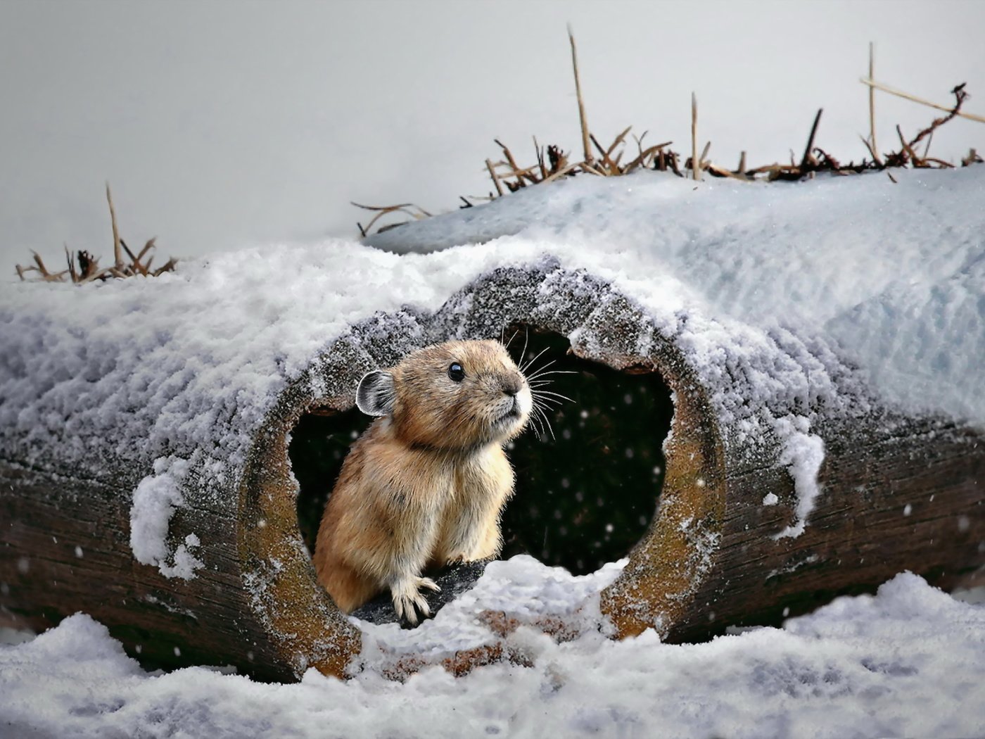 Обои снег, природа, зима, бревно, мышка, грызун, snow, nature, winter, log, mouse, rodent разрешение 2560x1798 Загрузить