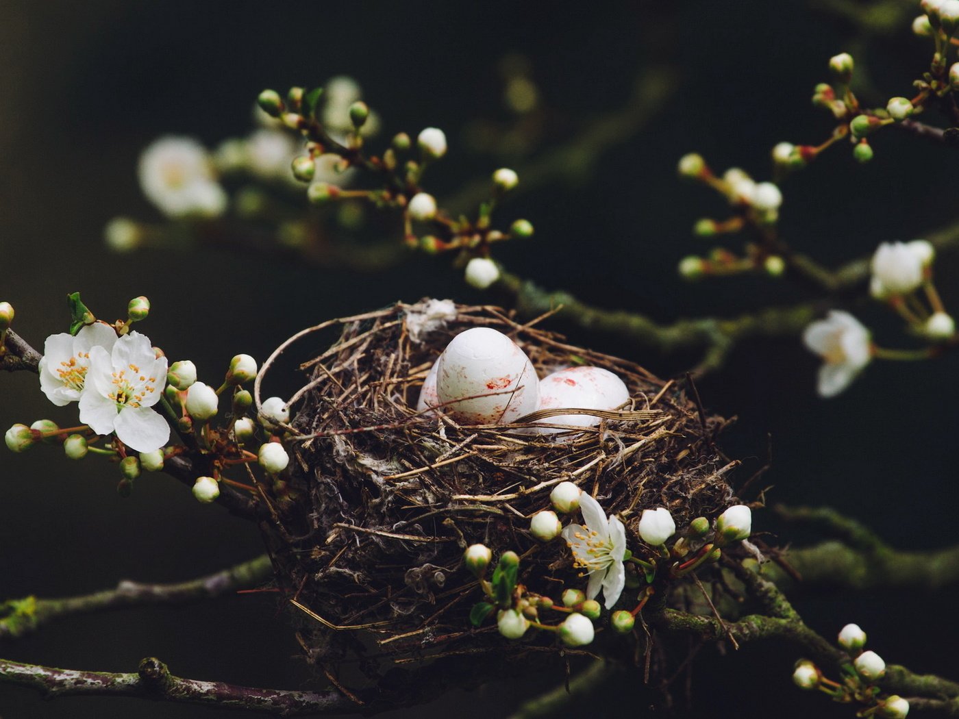 Обои природа, дерево, цветение, ветки, птицы, весна, яйца, гнездо, nature, tree, flowering, branches, birds, spring, eggs, socket разрешение 1920x1200 Загрузить