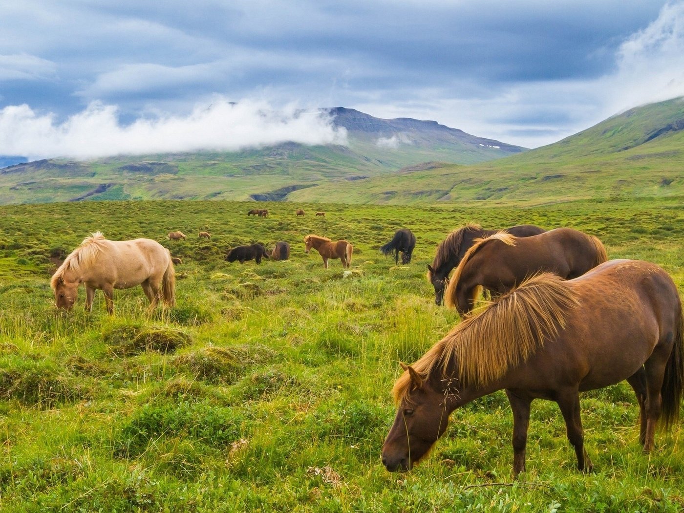 Обои горы, луг, лошади, кони, исландия, исландские лошади, mountains, meadow, horse, horses, iceland, icelandic horses разрешение 1920x1279 Загрузить