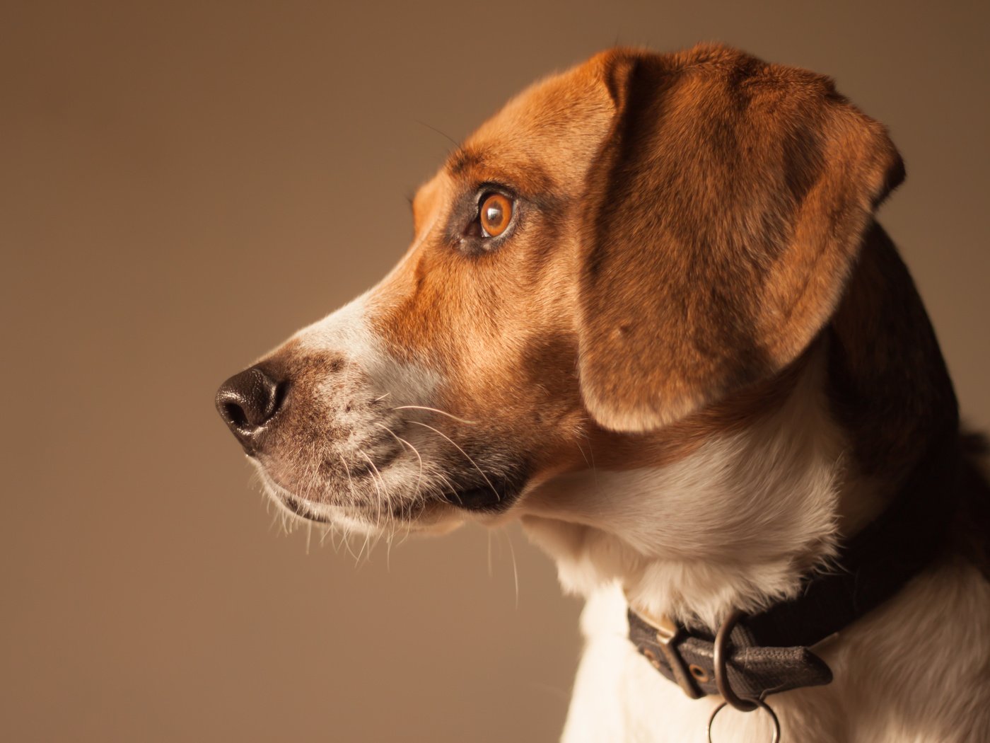 Обои собака, профиль, бигль, dog, profile, beagle разрешение 4752x3168 Загрузить