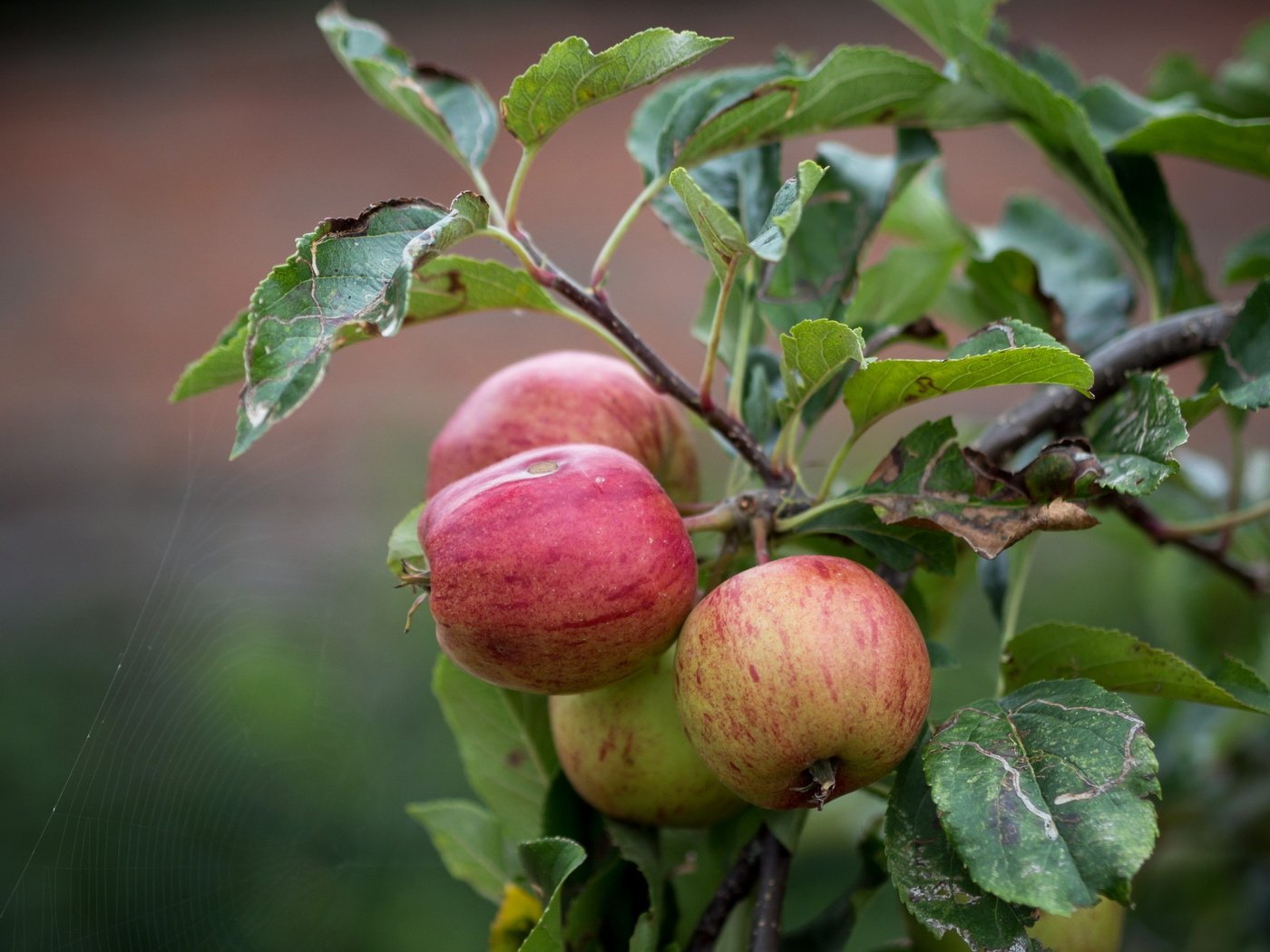 Обои природа, листья, ветки, яблоки, яблоня, nature, leaves, branches, apples, apple разрешение 2560x1600 Загрузить